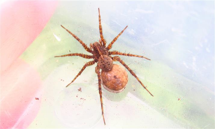 Lycosidae: Pardosa sp. - Costa de Caparica (Portogallo)